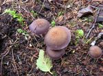 Amethyst Laccaria, Laccaria amethystina group 