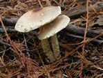 Shaggy Stalked Parasol, Lepiota clypeolaria 