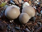 Lycoperdon sp.