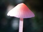 Scarlet Mycena, Mycena adonis