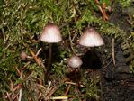 Red Edge Bonnet, Mycena rubromarginata 
