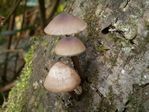 Mycena sp