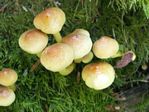 Sulphur Tuft, Naematoloma fasciculare
