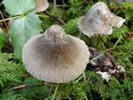 Nolanea sp. 