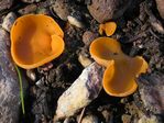 Orange Peel Fungus, Aleuria aurantia