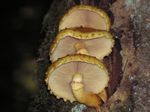 Golden Pholiota, Pholiota aurivella group  