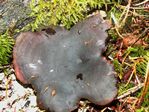 Black-footed Polypore, Polyporus elegans 