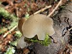 Toothed Jelly Fungus, Pseudohydnum gelatinosum