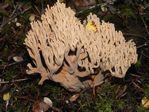 Pink Coral Mushroom, Ramaria formosa 