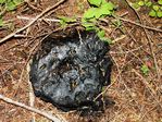 Blackening Russula, Russula dissimulans 