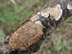 BleBleeding Conifer Crust, Stereum sanguinolentum