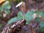 Firecone Cap, Strobilurus trullisatus 