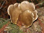 Velvet Rollrim, Tapinella atrotomentosa