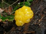 Witch’s Butter, Tremella mesenterica  