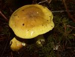 Man on Horseback, Tricholoma flavovirens