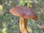 Peppery Bolete, Boletus piperatus