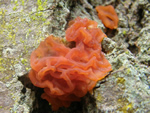 Brown Witch’s Butter, Tremella foliacea