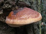 Red Conk, Fomitopsis pinicola 