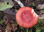 Rosy Russula, Russula americana 