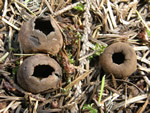 White-footed Elf Cup, Helvella leucomelaena