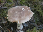Bitter Brown Leucopaxillus, Leucopaxillus amarus