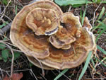 Dye Polypore, Phaeolus schweinitzii