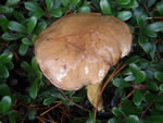 Granulated Slippery Jack, Suillus granulatus 