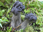 Black Elfin Saddle, Helvella lacunosa 