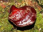 Varnished Conk, Ganoderma lucidum