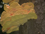 Chicken of the Woods, Laetiporus sulphureus