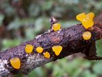 Golden Jelly Cone, Guepiniopsis alpina