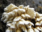 Tooth Fungus, Steccherinum ochraceum