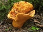 Lobster Mushroom, Hypomyces lactifluorum