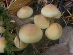 Sulphur Tuft, Hypholoma fasciculare 