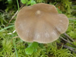 Nolanea holoconiota