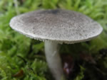Grey Knight, Tricholoma terreum