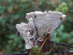 Orange Hydnellum, Hydnellum aurantiacum