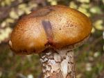 Booted Knight/Fetid Tricholoma, Tricholoma zelleri