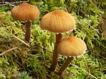 Pure Cystoderma/Earthy Powdercap, Cystoderma amianthinum