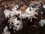 Coral Fungus, Lentaria delicate