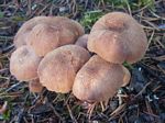 Lackluster Laccaria, Laccaria laccata