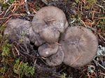 Fried Chicken Mushroom, Lyophyllum decastes