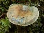 Delicious Milk Cap, Lactarius deliciosus