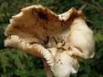 White Chanterelle, Cantharellus subalbidus 