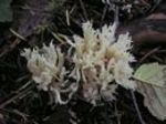 Crested Coral Mushroom, Clavulina cristata 