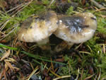 Slimy Spike, Gomphidius glutinosus