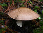 Felt-ringed Agaricus, Agaricus hondensis