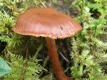 Cortinarius sp 