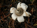 Earthstar, Geastrum saccatum