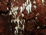 Icicle Fungus, Mucronella pendula